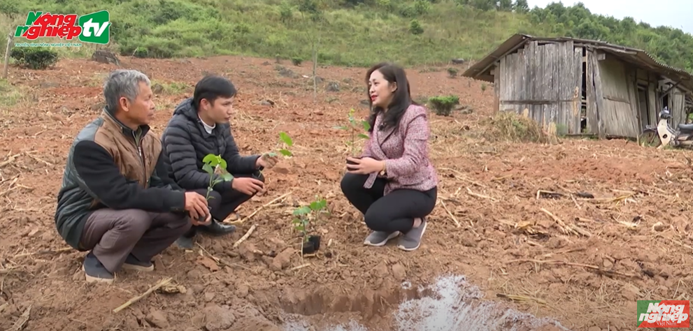 Kỹ thuật trồng và chăm sóc chanh dây cho năng suất, hiệu quả kinh tế cao