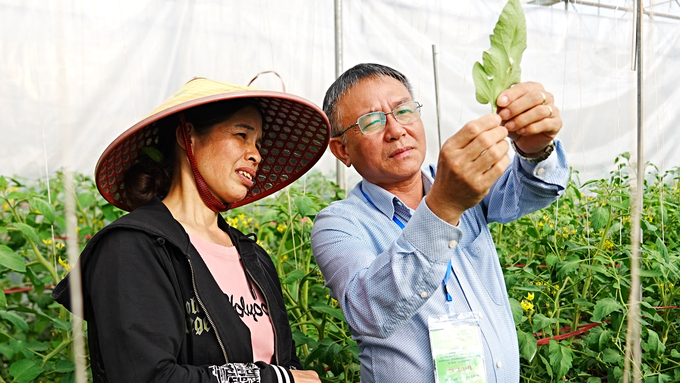Phòng trừ sâu đục lá cà chua Nam Mỹ